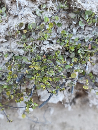 Muehlenbeckia axillaris observed 2026-10-28