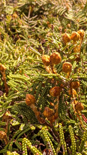 Gleichenia dicarpa observed 2026-10-28
