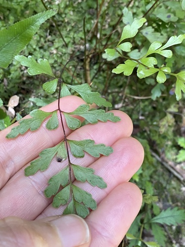 Lindsaea observed 2026-10-28