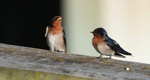 Hirundo tahitica observed 2026-10-25