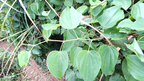 Bauhinia observed 2026-10-27