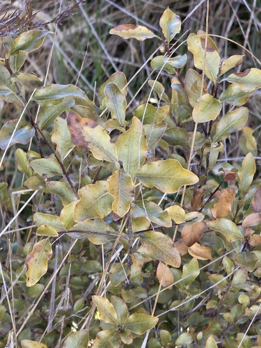 Pittosporum observed 2026-10-28