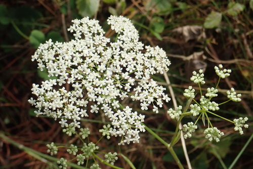Pimpinella saxifraga, 2026-10-27