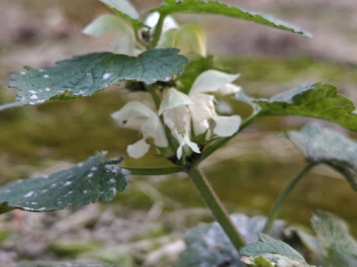 Lamium album observed 2026-10-27