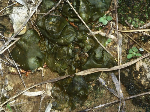 Nostoc commune observed 2026-10-27