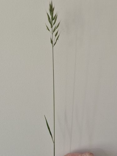 Bromus hordeaceus observed 2026-10-28