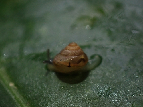 Coneuplecta calculosa observed 2026-10-28