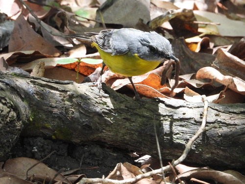 Eopsaltria australis, 2026-10-28