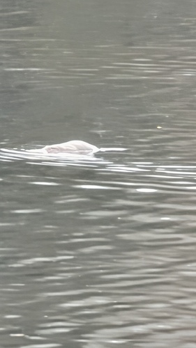 Ornithorhynchus anatinus, 2026-10-28