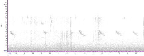Pila observed 2026-10-28