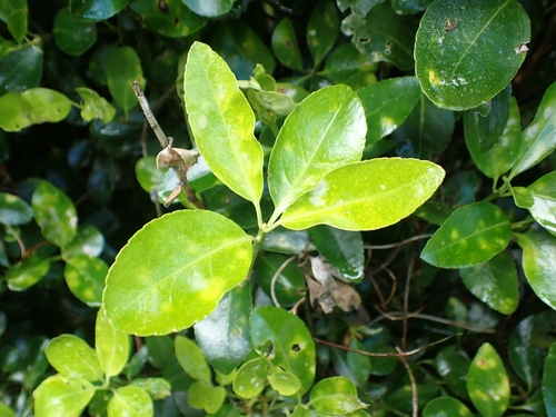 Euonymus japonicus observed 2026-10-27