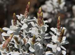 Cratystylis conocephala