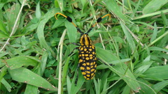 Aristobia approximator