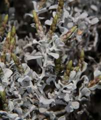 Cratystylis conocephala