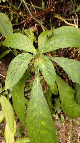 Rhynchotechum discolor observed 2026-10-26