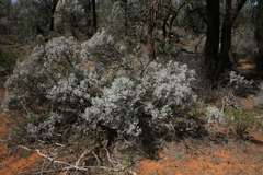 Cratystylis conocephala
