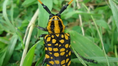 Aristobia approximator