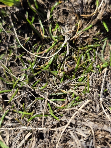 Lilaeopsis novae-zelandiae, 2026-10-28