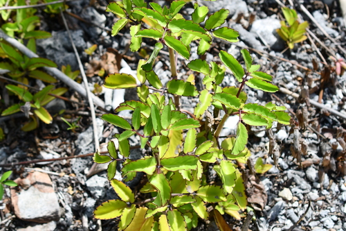 Kalanchoe pinnata observed 2026-10-28