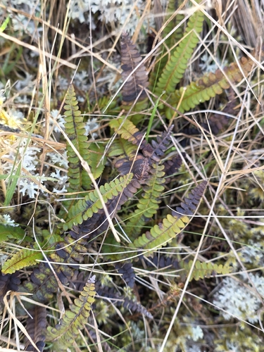 Blechnum observed 2026-10-28