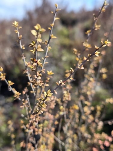 Leptospermum scoparium observed 2026-10-28