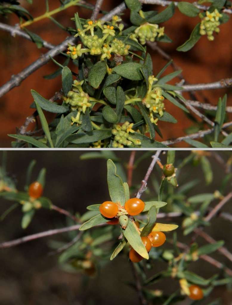 Pimelea microcephala microcephala, Mildura - Pt B, AU-VI, AU, by russellbest