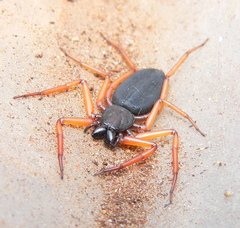 Platyoides walteri