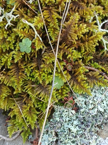 Abietinella abietina observed 2026-10-24