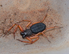Platyoides walteri
