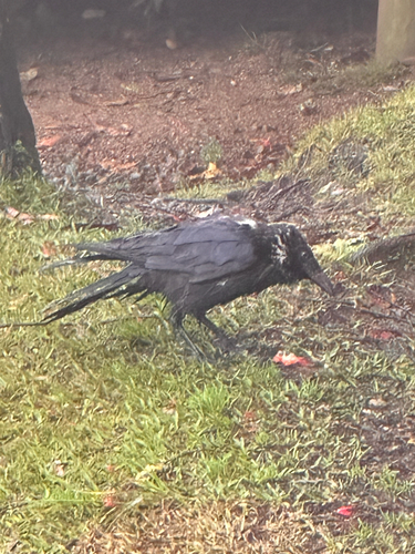 Corvus orru observed 2026-10-25