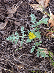 Cymopterus longipes