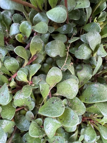 Samolus repens observed 2026-10-28