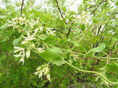 Polystemma cordifolium