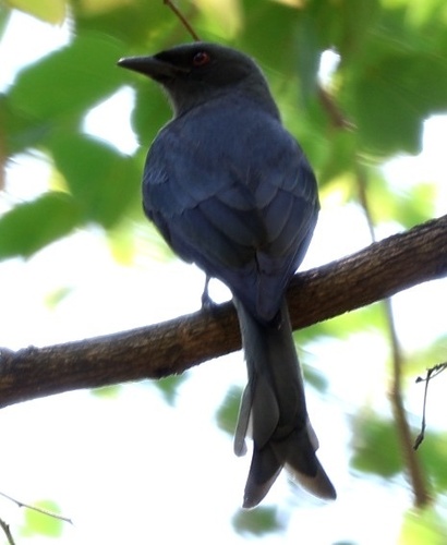 Dicrurus leucophaeus observed 2026-10-28