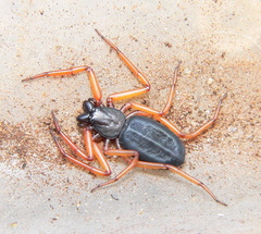 Platyoides walteri