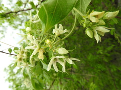 Polystemma cordifolium