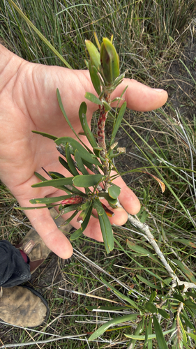 Melaleuca observed 2026-10-28