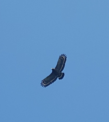 Spilornis cheela observed 2026-10-28