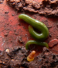 Othelosoma joburgi