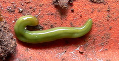 Othelosoma joburgi