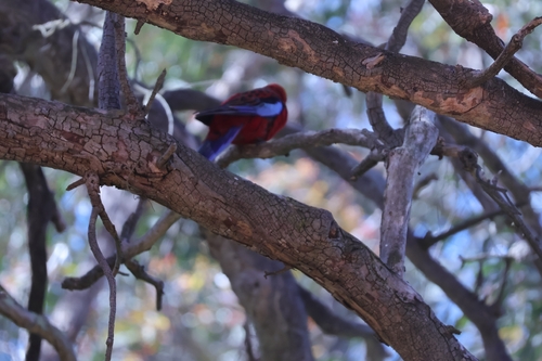 Platycercus elegans observed 2026-10-28