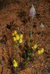 Waitzia acuminata acuminata