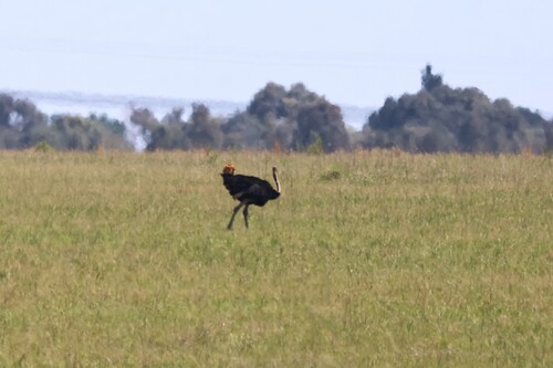Struthio camelus observed 2026-10-25