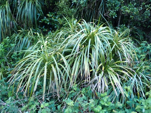 Freycinetia observed 2026-10-26
