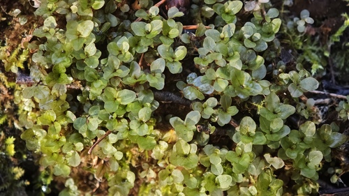 Rhizomnium punctatum observed 2026-10-27