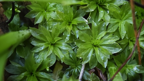 Rhodobryum roseum observed 2026-10-27