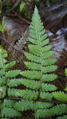 Dryopteris carthusiana observed 2026-10-27