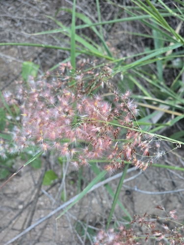 Melinis repens observed 2026-10-25