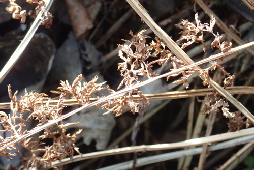 Athyrium filix-femina observed 2026-10-27