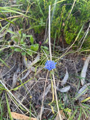 Brunonia australis observed 2026-10-28